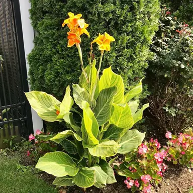 Canna 'Tropicanna Gold' plants with orange flowers and variegated foliage.