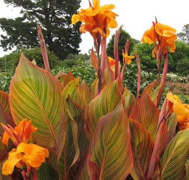 Canna 'Tropicanna' colourful leaves and orange flowers.