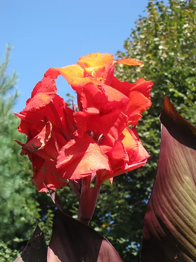 Canna 'Wintzers Colossal' flowers.