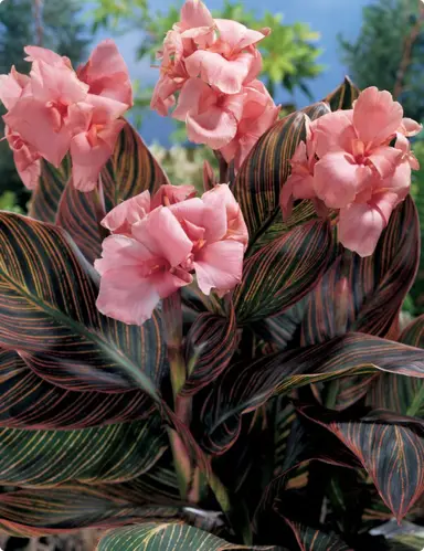 canna-pink-sunburst-