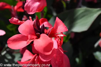 canna-tropical-rose-1