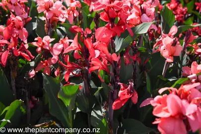 canna-tropical-rose-2