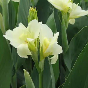 canna-tropical-white-