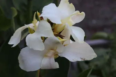 canna-tropical-white-3