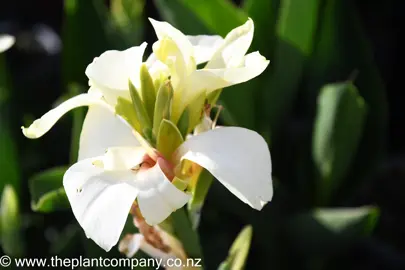 canna-tropical-white-4