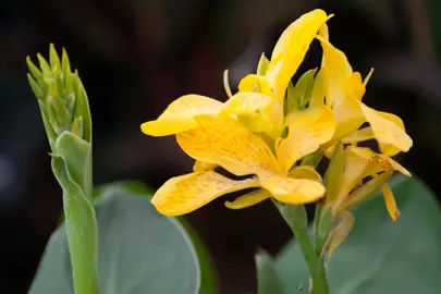 canna-tropical-yellow-1