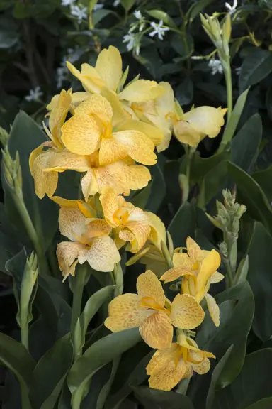 canna-tropical-yellow-2