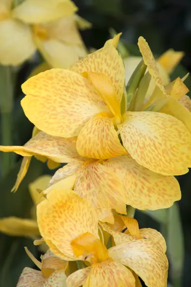 canna-tropical-yellow-3