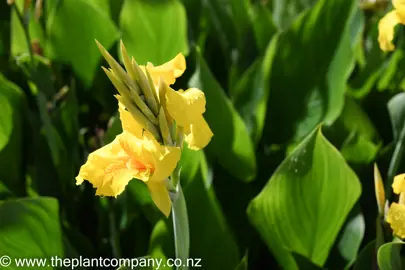 canna-tropical-yellow-4