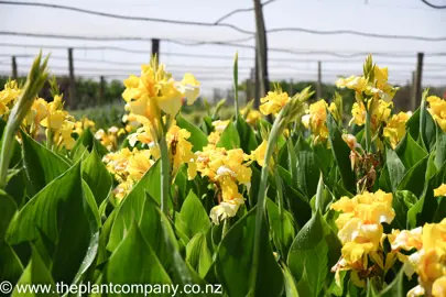 canna-tropical-yellow-5