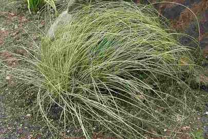 Carex albula plant with green foliage.