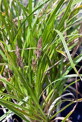 carex-chathamica-