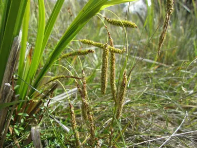 carex-coriacea-