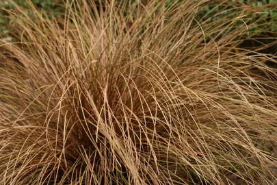 Carex flagellifera grass with elegant bronze foliage.