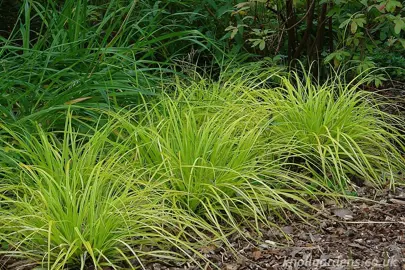 carex-everillo-1