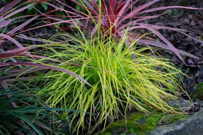 carex-everillo-2