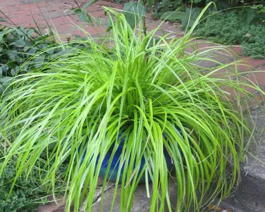 carex-everillo-4