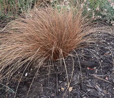 Carex petriei plant.