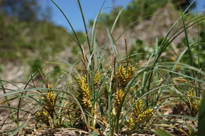 Carex pumila plants growing on a sand dune.