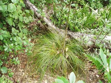 Carex Raotest plant.