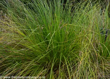 Large Carex secta plant with lush, green foliage.