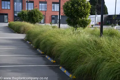 Carex secta plants growing as a border garden in a commercial car park.