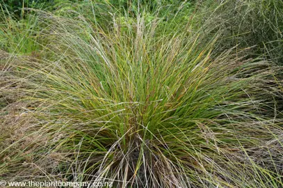 Carex secta plant in a garden.