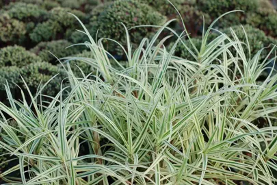 Carex 'Spark Plug' plant with variegated foliage.