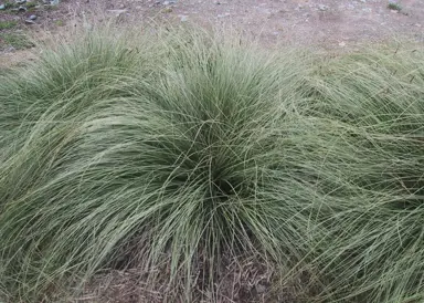 carex-green-1