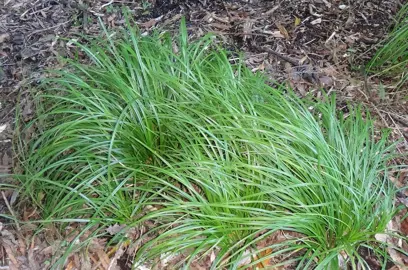 carex-lambertiana-