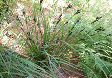 carex-lambertiana-3