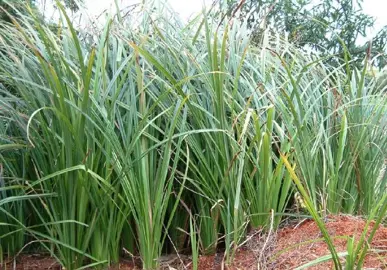 carex-lessoniana-1