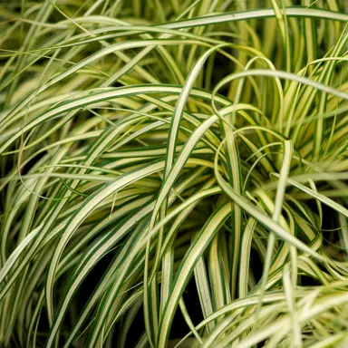 carex-evergold-