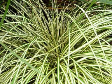 carex-evergold-1