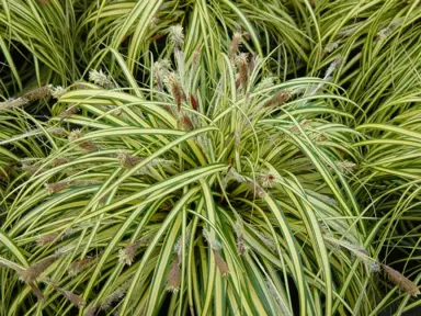 carex-evergold-2