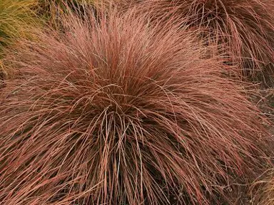 carex-tenuiculmis-