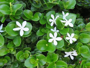 Carissa 'Desert Star' shrub with green foliage and white flowers.