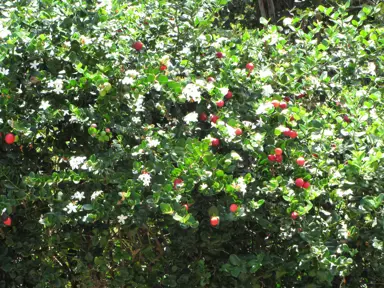 Carissa macrocarpa shrub with red berries.