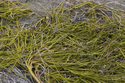 Carmichaelia appressa plant with prostrate stems.