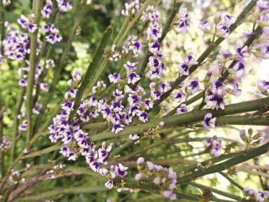 Carmichaelia australis plant with pink flowers.