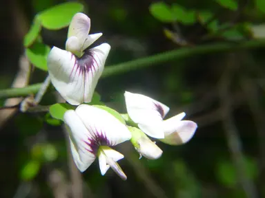 Carmichaelia kirkii purple and white flowers.