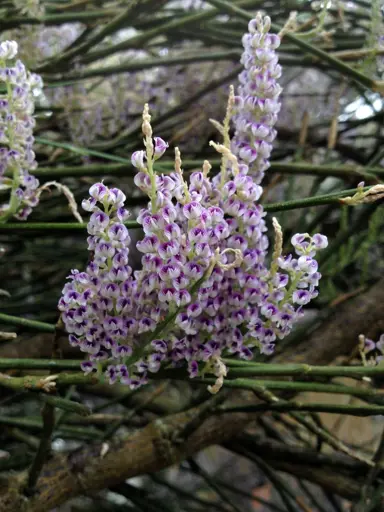 Carmichaelia muritai plant with purple-pink flowers.