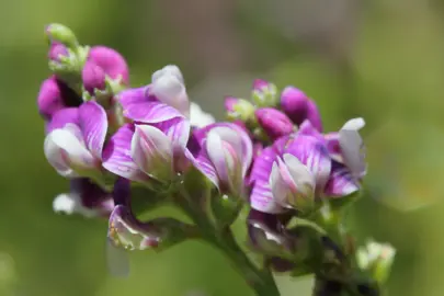 Carmichaelia odorata pink flowers.