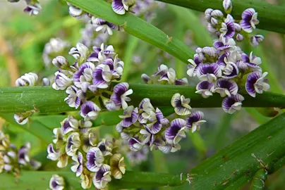 Carmichaelia petriei purple and white flowers.