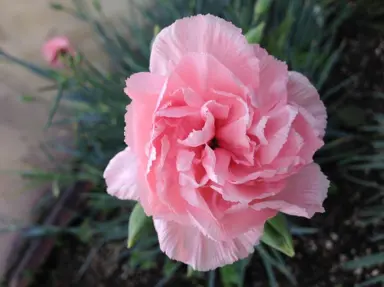 carnation-otaki-pink-