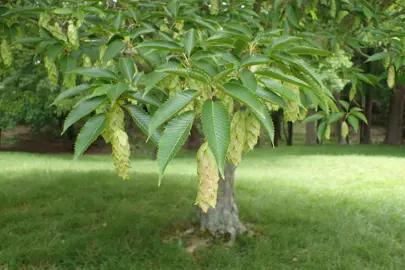 carpinus-japonica-2