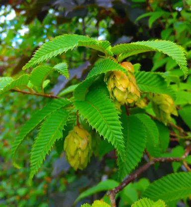 carpinus-japonica-7