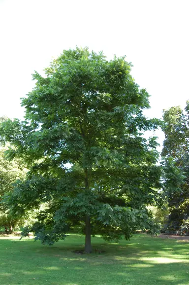 carya-illinoinensis-