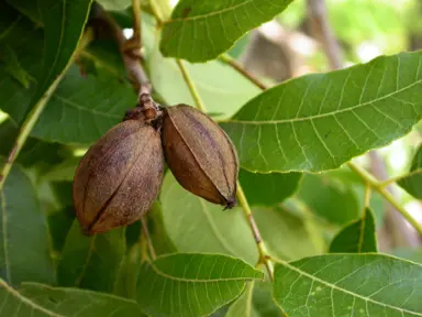 carya-illinoinensis-1