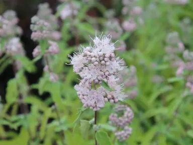 caryopteris-pavillion-pink-1